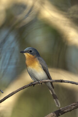 Fototapeta premium Leaden Flycatcher in Queensland Australia