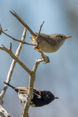 Red-backed Fairywren in Queensland Australia