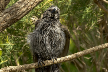Apostlebird in Queensland Australia