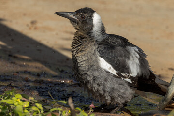 Fototapeta premium Australasian Magpie in Queensland Australia