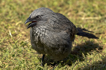 Apostlebird in Queensland Australia