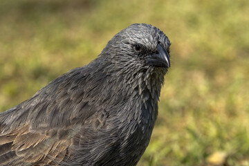 Apostlebird in Queensland Australia
