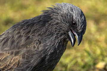 Apostlebird in Queensland Australia