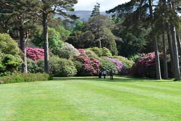 Obraz premium Irland_Rhododendren
