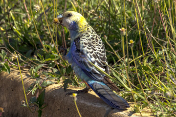 Pale-headed Rosella in Queensland Australia