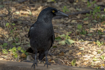 Pied Currawong in Queensland Australia