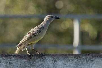 Great Bowerbird in Queensland Australia