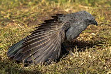 Apostlebird in Queensland Australia
