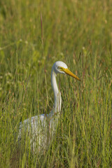 Intermediate or Plumed Egret in Queensland Australia