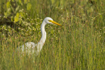 Intermediate or Plumed Egret in Queensland Australia