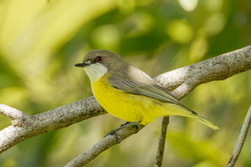 White-throated Gerygone in Queensland Australia