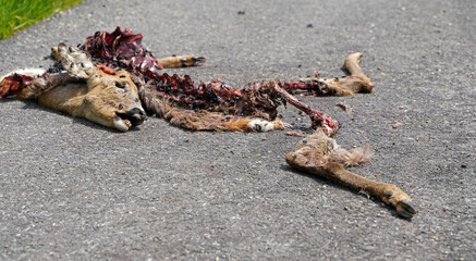 Dead deer on the road after a deer crash car accident