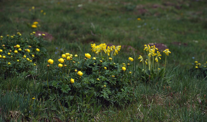 Blooming Globeflower in the Alps