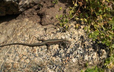 Lizard sunbathing on a rock