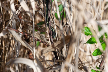 Puget Sound Gartersnake crawls on a branch in cane in the Billy Frank Jr. Nisqually National Wildlife Refuge, WA, USA
