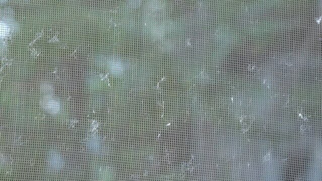 Poplar fluff stuck to a mosquito net.