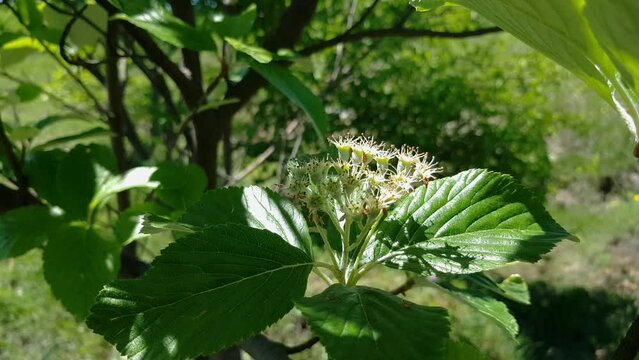 Completion of flowering Whitebeam, spring (Sorbus aria) - (4K)