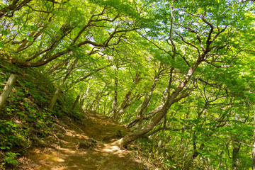 trail in the forest 