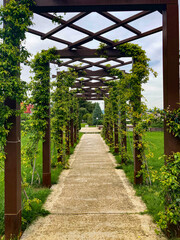 Corridor on the street, made of a wooden structure and a hedge. There is a concrete road near the corridor, and juicy and green grass on the sides. Clear skies above.