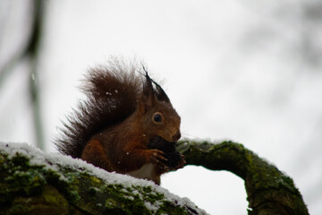 Eichhörnchen auf Futter suche