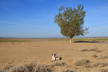A lonely tree standing on the sand in the steppe, a white dog lies in front of the tree, dry bushes around, summer, sky with clouds, sunny