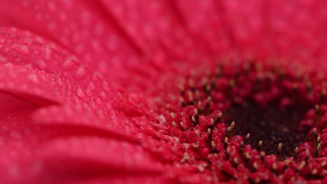 Red flower macro