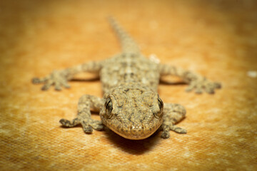 Close-up of a baby gecko, tarentola mauritanica, wall dragon. Macro photography