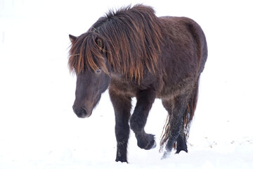 Pferd auf der Koppel