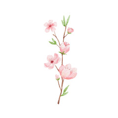 Naklejka na ściany i meble Branch of Cherry blossom illustration. Watercolor painting sakura isolated on white. Japanese flower