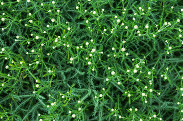 green grass background