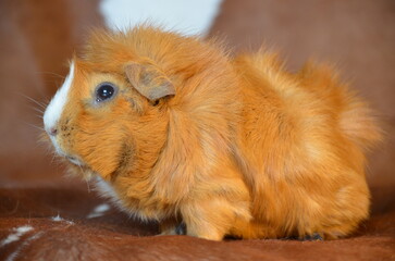 Rosettenmeerschweinchen Ton in Ton auf Kuhfell