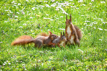 Eichhörnchen auf Futter suche