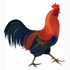 Watercolor illustration of a strong rooster, hand drawn and isolated on a white background. Farm bird illustration.