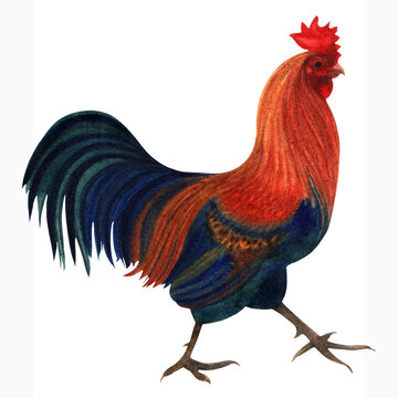 Watercolor illustration of a strong rooster, hand drawn and isolated on a white background. Farm bird illustration.