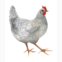 Watercolor illustration of a mother hen isolated on a white background. Village agricultural farm bird.