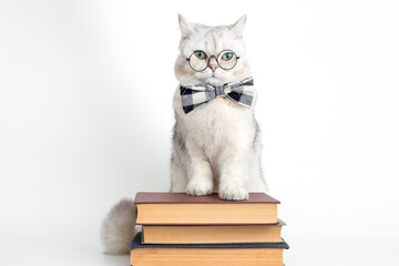 Cute serious white cat in a bow tie and glasses, standing on a stack of old books