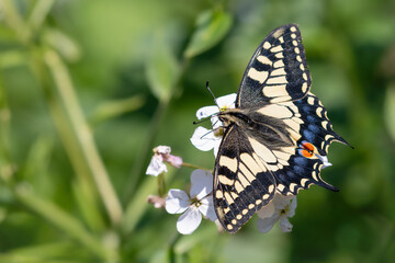 Swallowtail butterfly (Papilio machaon) on a flower, Norfolk, UK. Britain's rarest native butterfly.