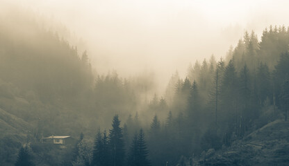misty morning in the mountains