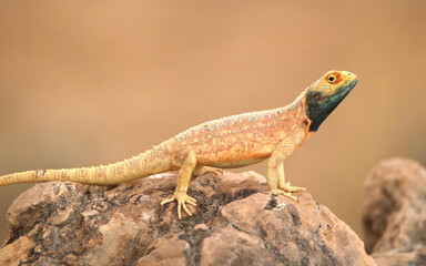 Ground Agama (Agama aculeata) in the Kgalagadi, South Africa