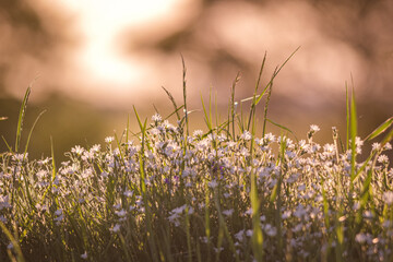 Blumenwiese im schönen Abendlicht