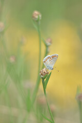 Schmetterling in der Wiese
