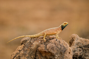 Ground Agama (Agama aculeata) in the Kgalagadi, South Africa