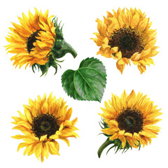 watercolor summer flowers &ndash; sunflowers , botanical illustration
