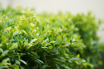 nature,, simple green leaf in the garden