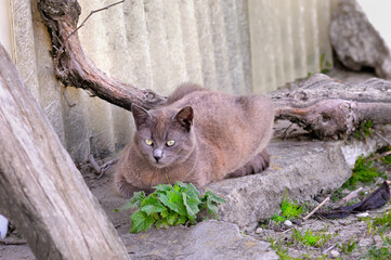 A cat lying down and in an alert state looking at the camera.