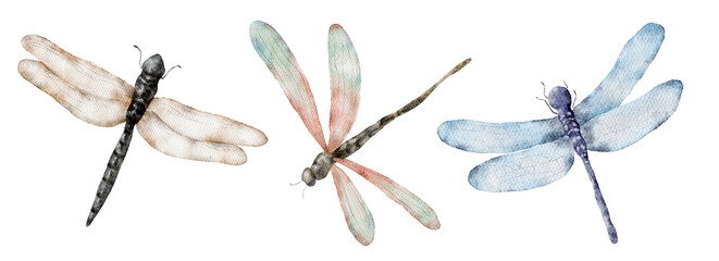 Watercolor dragonfly hand drawn illustrations insects set - obrazy, fototapety, plakaty