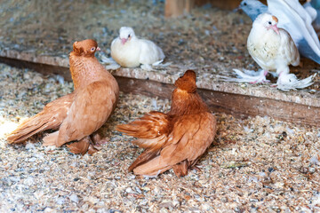 Brown and white house pigeons