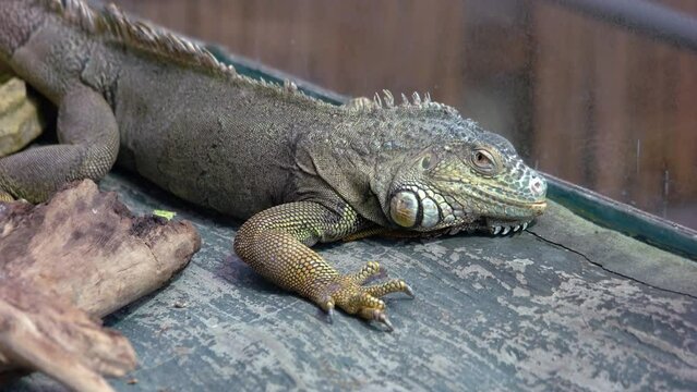 Iguana reptile animal in the zoo. Reptile animal close up. Wild life concept.