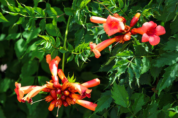 Bright red flowers of the trumpet vine or trumpet creeper - Campsis radicans