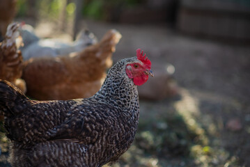 Chickens on a farm with a blurred background in the rays of the setting sun